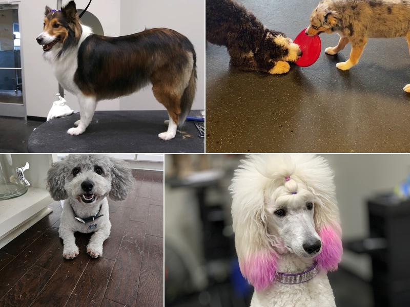 Modern Pet Salon Ballantyne Boarding and Day play