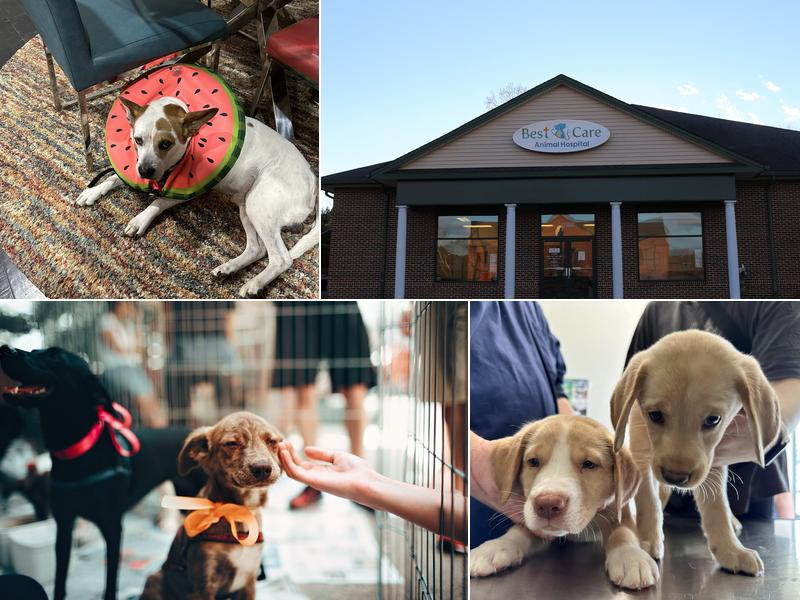 Best Care Animal Hospital Matthews & Charlotte