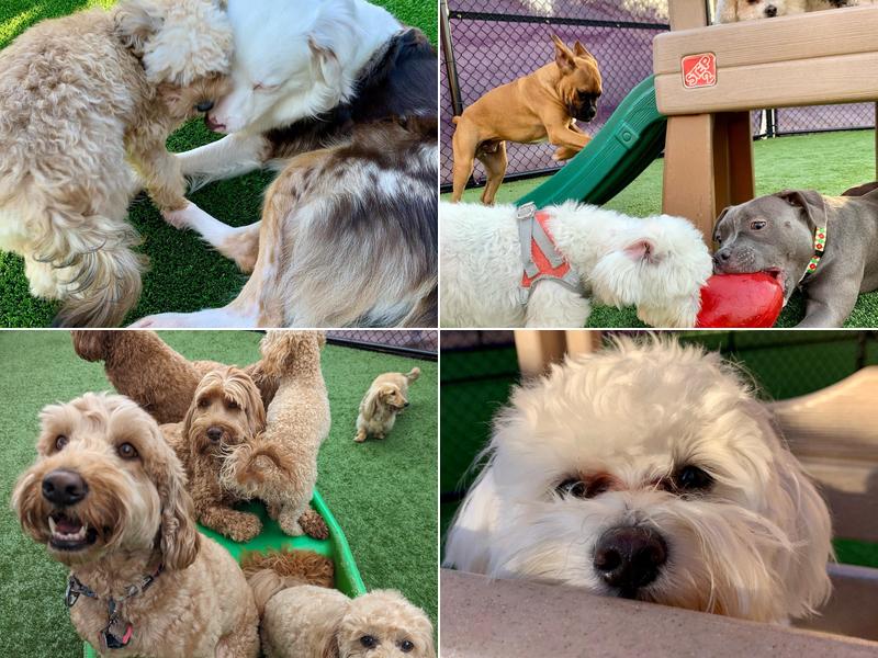 Central Bark Charlotte-Matthews