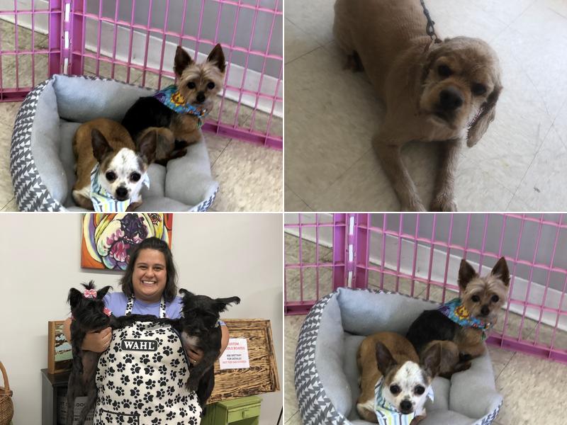 Waggin Tails Dog Grooming Of Liberty LLC