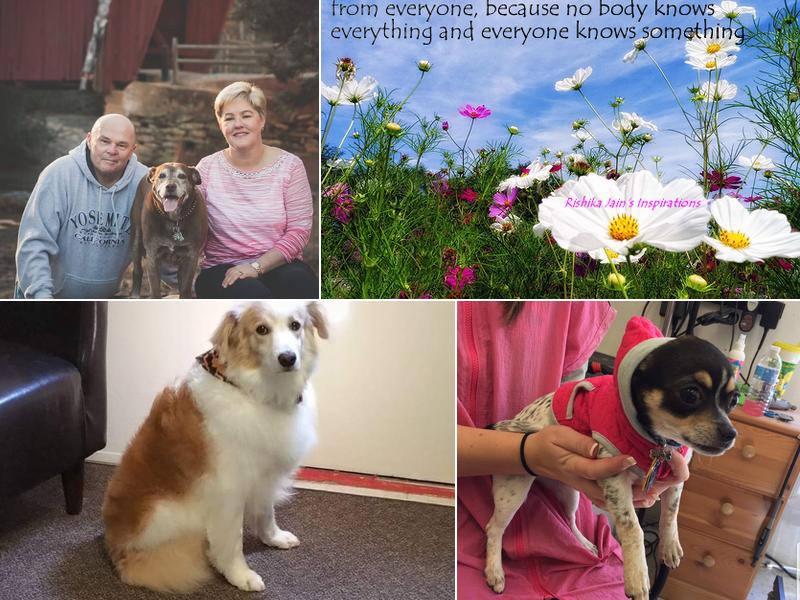 Angel Clips Pet Grooming and Boarding