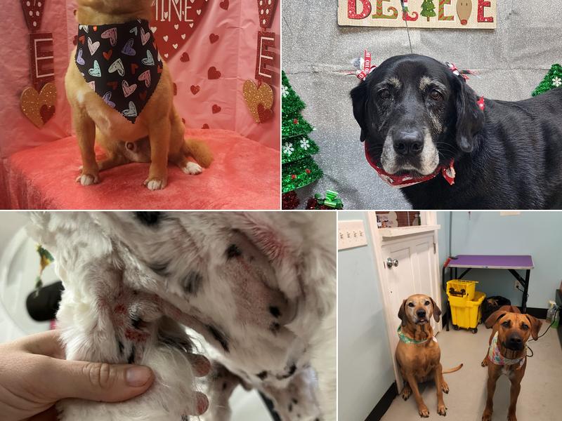 The Pet Appearance Specialists