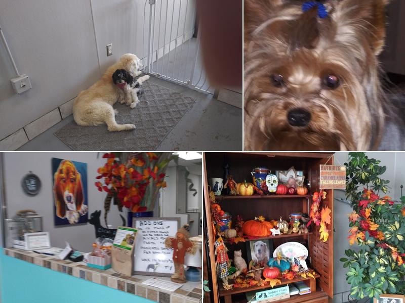 Sandy Paws Pet Grooming