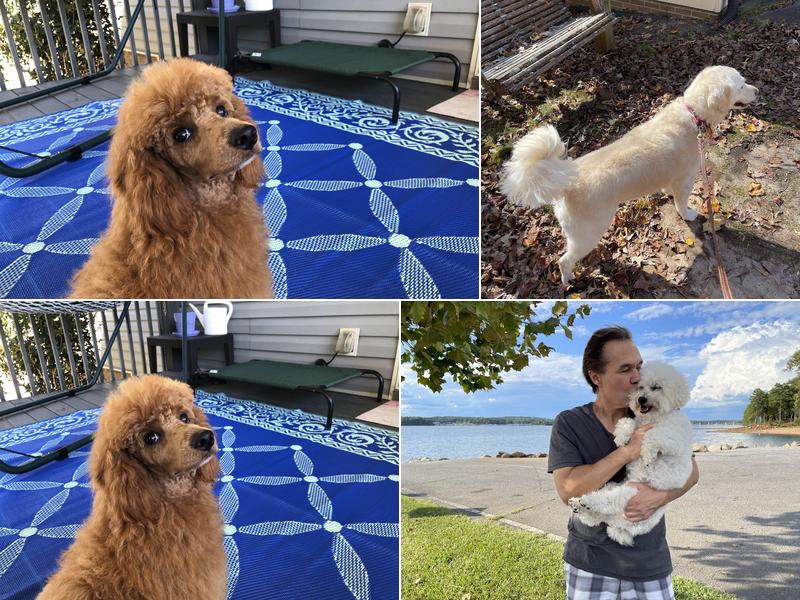 Dog Gone Beautiful LLC