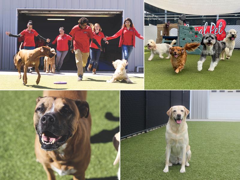 Social Pet at Charlotte