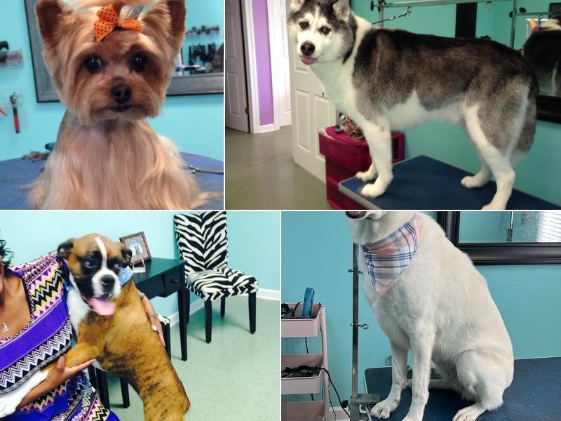 Le Paw Royale Pet Grooming