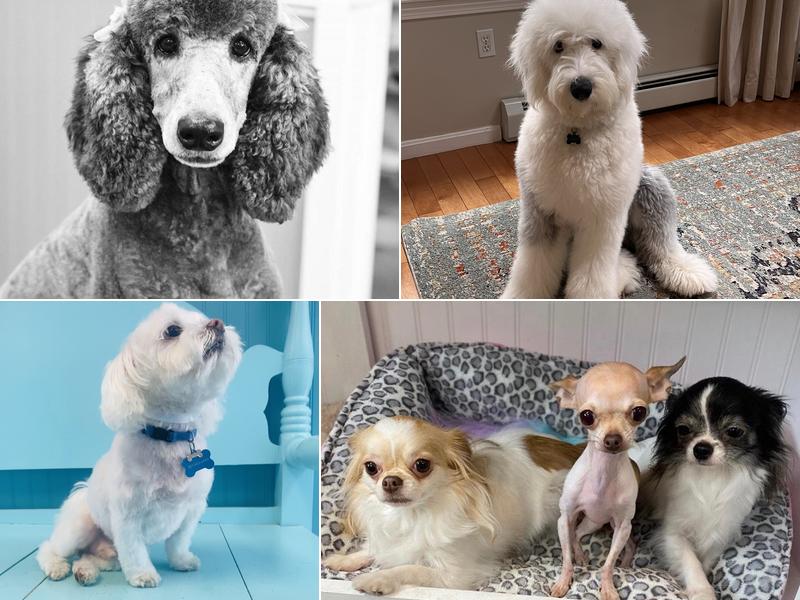 Bubbles N' Bows Doggie Salon