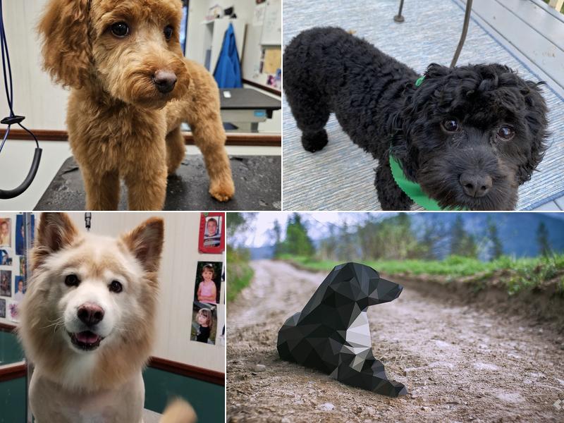 Poochie's Grooming Salon