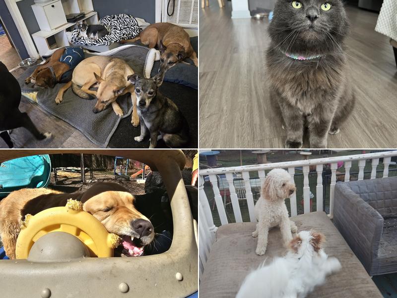 Wags and Whiskers Stay and Play