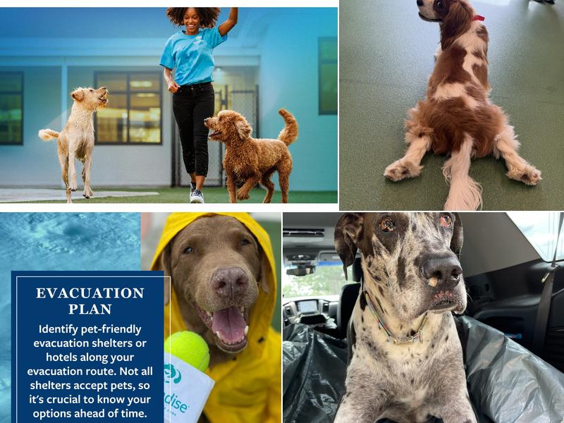 Pet Paradise Ballantyne