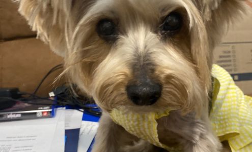 Canine Cloud 9 2953 Virginia Beach Blvd #101, Virginia Beach Virginia 23452