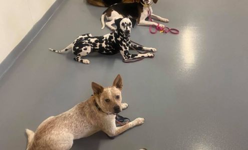 Canine Training Unlimited