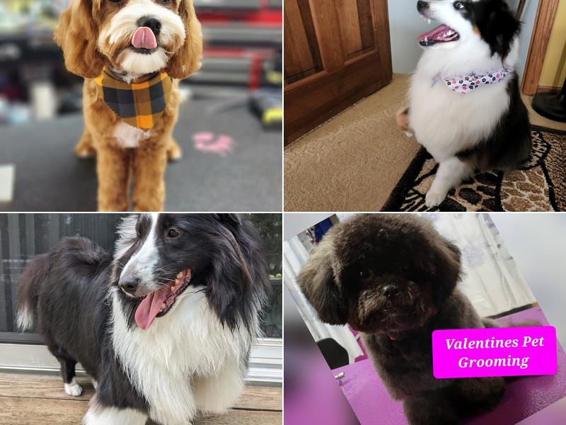 Valentine's Pet Grooming