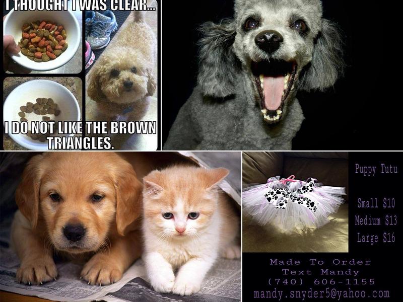 Deb's Pet Salon & 4 DS Red Woof