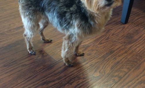 Deb's Pet Salon & 4 DS Red Woof