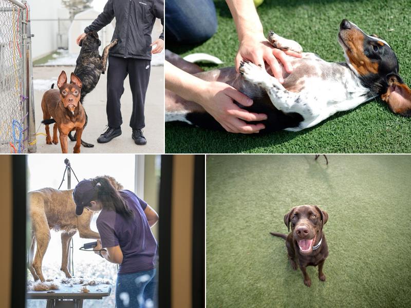 Pet Palace - Columbus