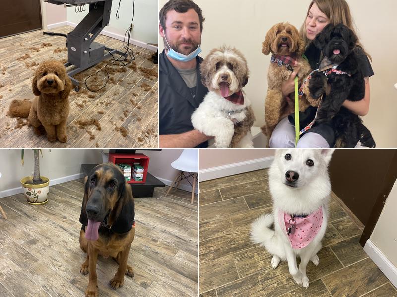 CLEdogs Spa & Social