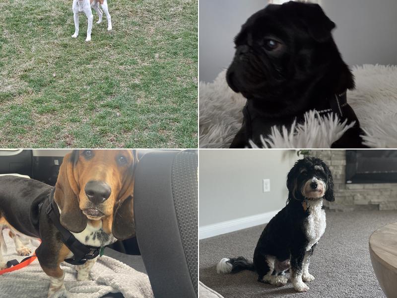 Yuppie Puppy Pet Grooming and Pet Boarding