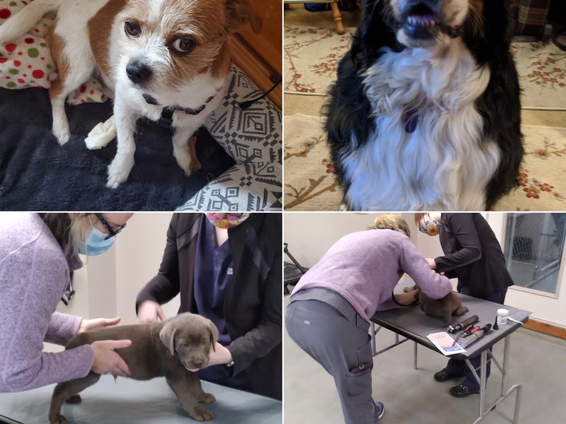 Refugee Canyon West Veterinary Services