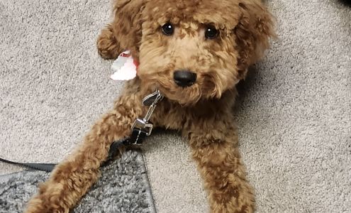 The Dog Wash and Grooming, Inc. 46147 National Rd W, St Clairsville Ohio 43950