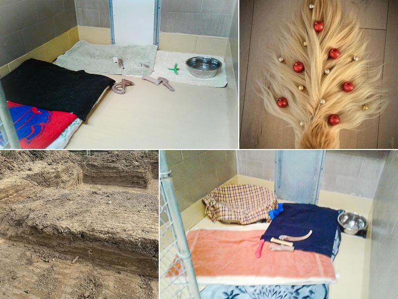 K9 Retreat and Spa Findlay