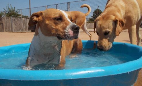 Memorial Crossing Pet Resort