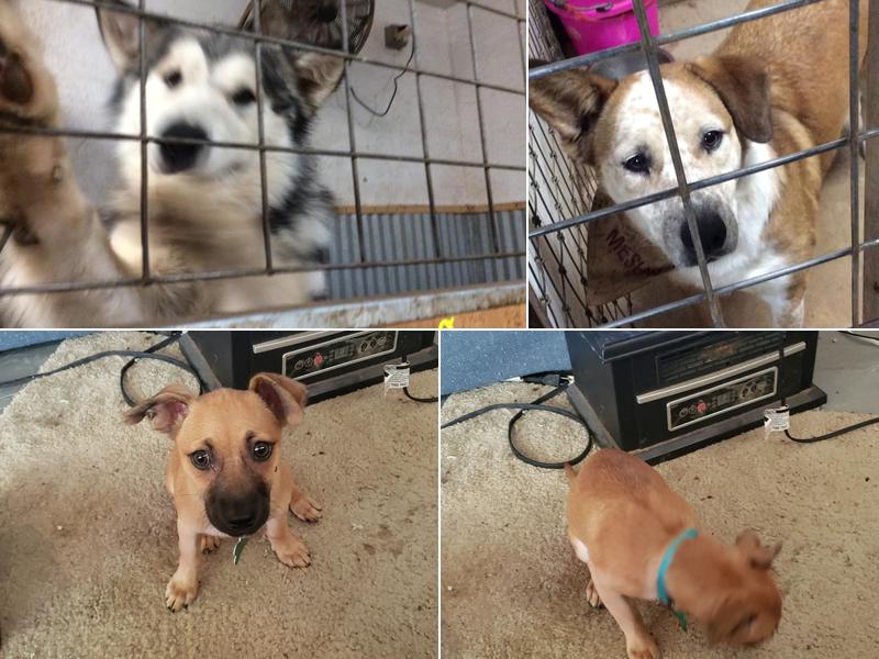 Animal Boarding Center