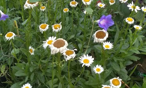 Cindy's Dog Grooming 5804 N MacArthur Blvd, Warr Acres Oklahoma 73122