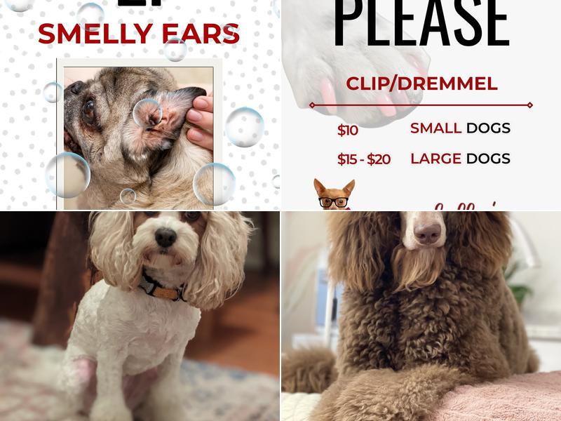 Dazzle Dog Grooming Spa Inc