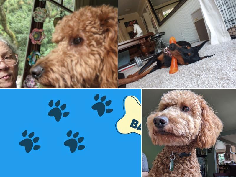 BarkZone Dog Grooming