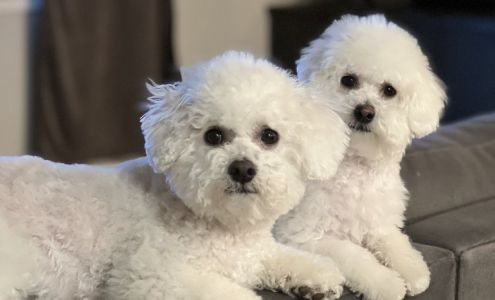 Petable Pet Grooming