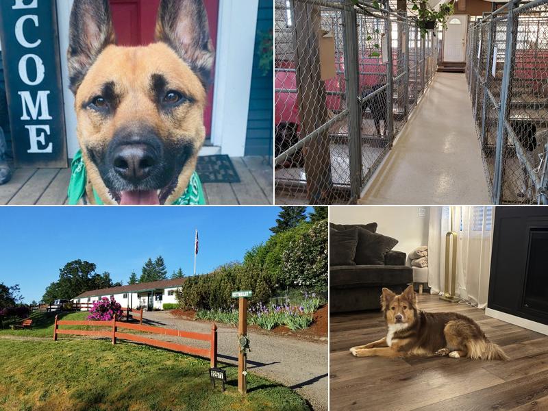 Ramshorn Boarding Kennel