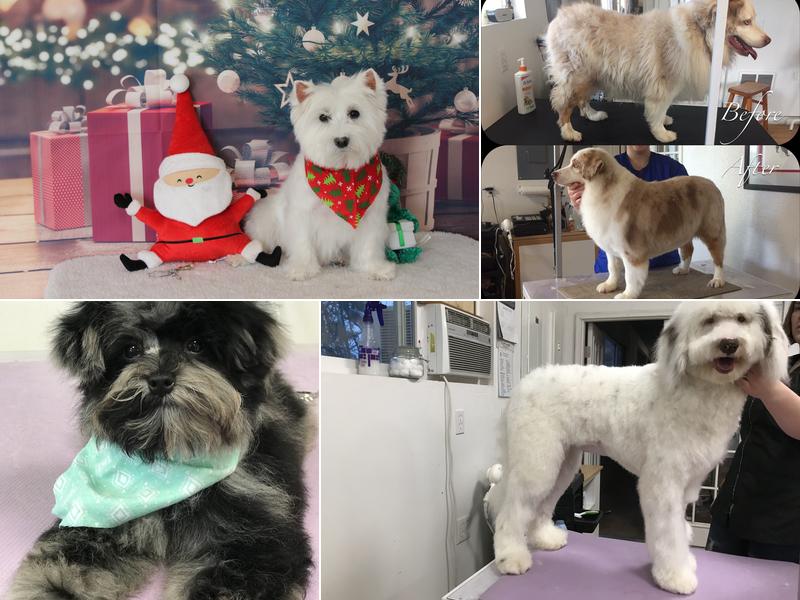 West Salem Dog Grooming, formerly Canine Concepts