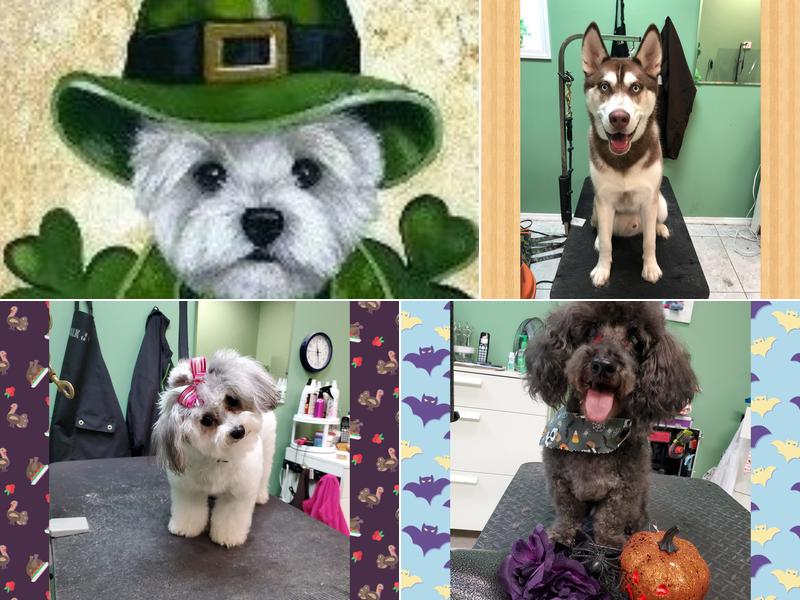 Lucky Puppy Grooming