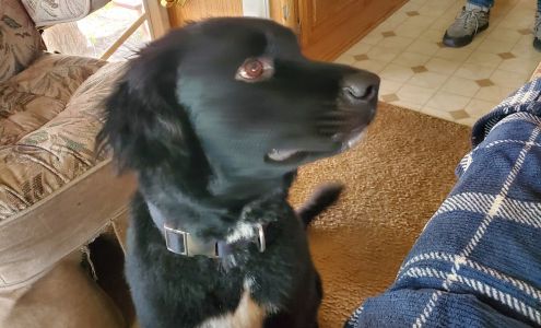 Hap-E-Dog Pet Grooming 8163 Crater Lake Hwy B, White City Oregon 97503