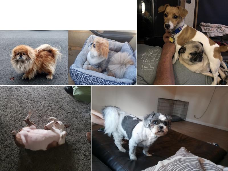 Groomingdales Pet Salon