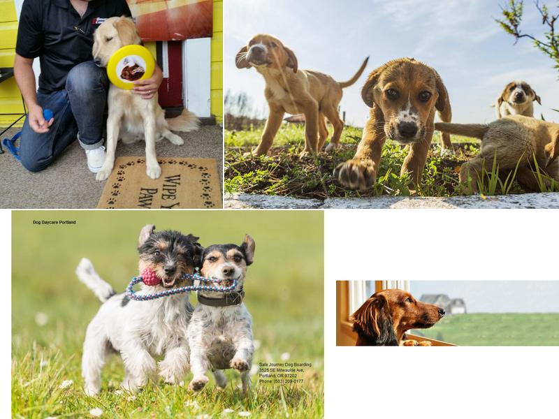 Safe Journey Dog Boarding