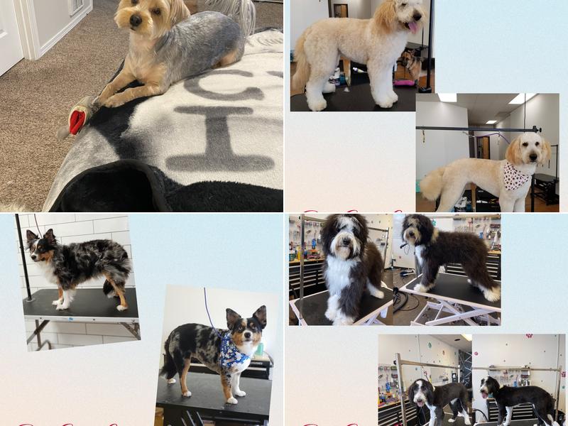 Dog Gone Cute Grooming