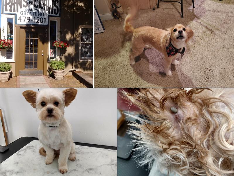 Paws N Claws Quality Grooming