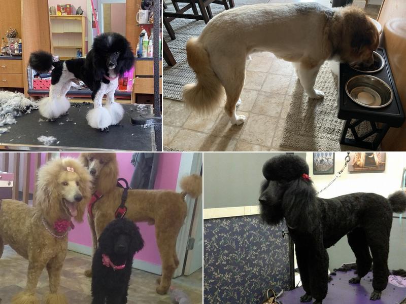 J.C.'s Pet Grooming Spa