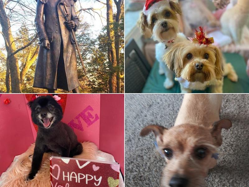 Tiny Bubbles Pet Grooming