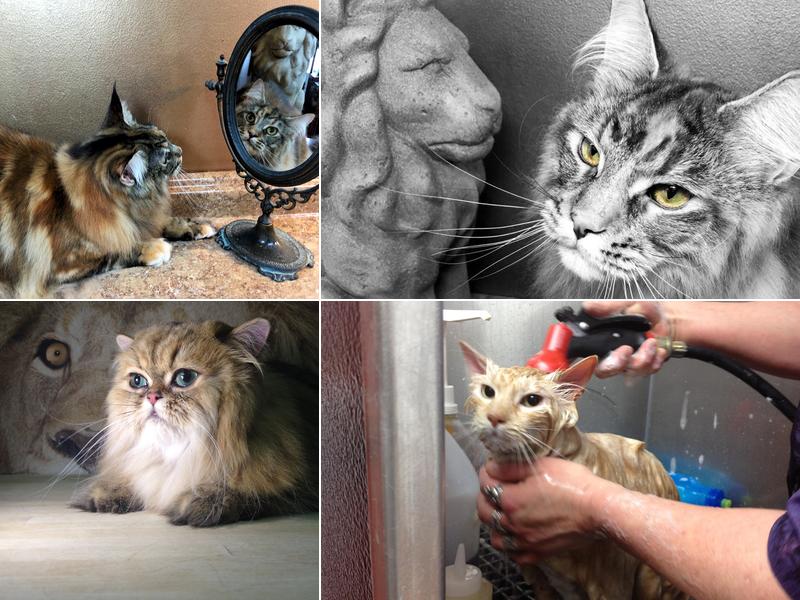 The Main Lion Cat Grooming Salon