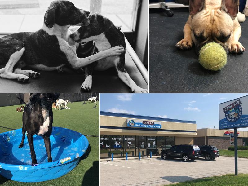 Camp K-9 Paradise For Paws