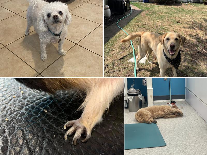 Compassionate Groom and Spa