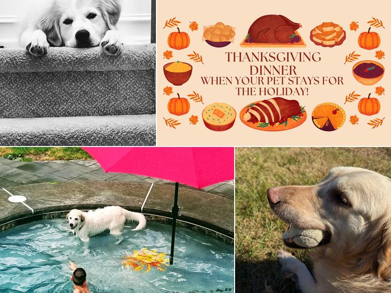 K-9 Designs Pet Paradise