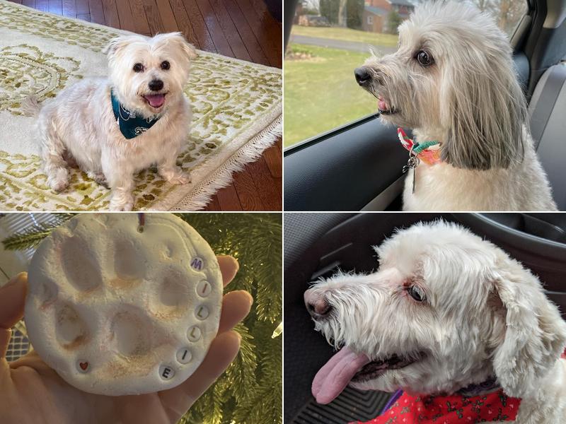 Pampered Pets Salon & Spa