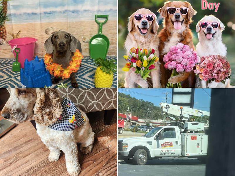 Canine cuts by korie