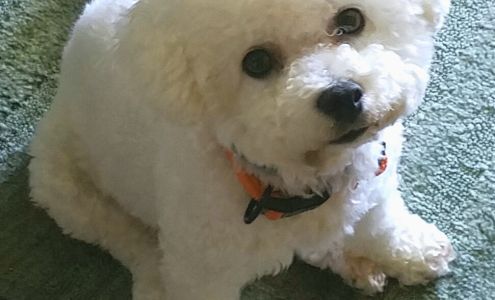 Shearly Pawfect Pets 102 S Michael St, St Marys Pennsylvania 15857