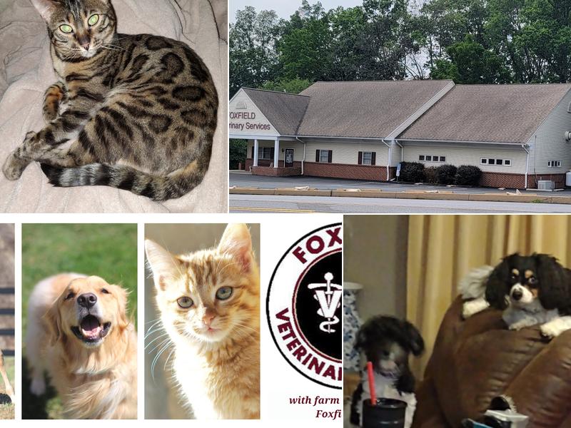 Foxfield Veterinary Services