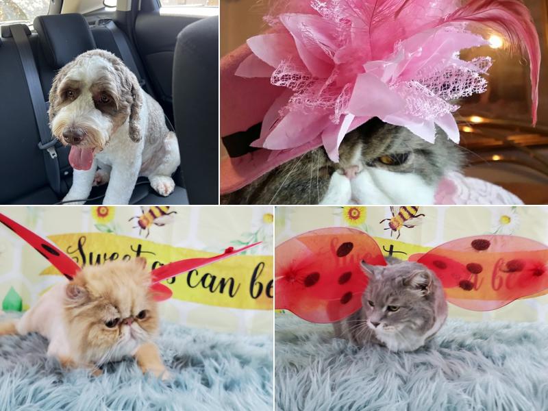 Sue at Wet Your Whiskers